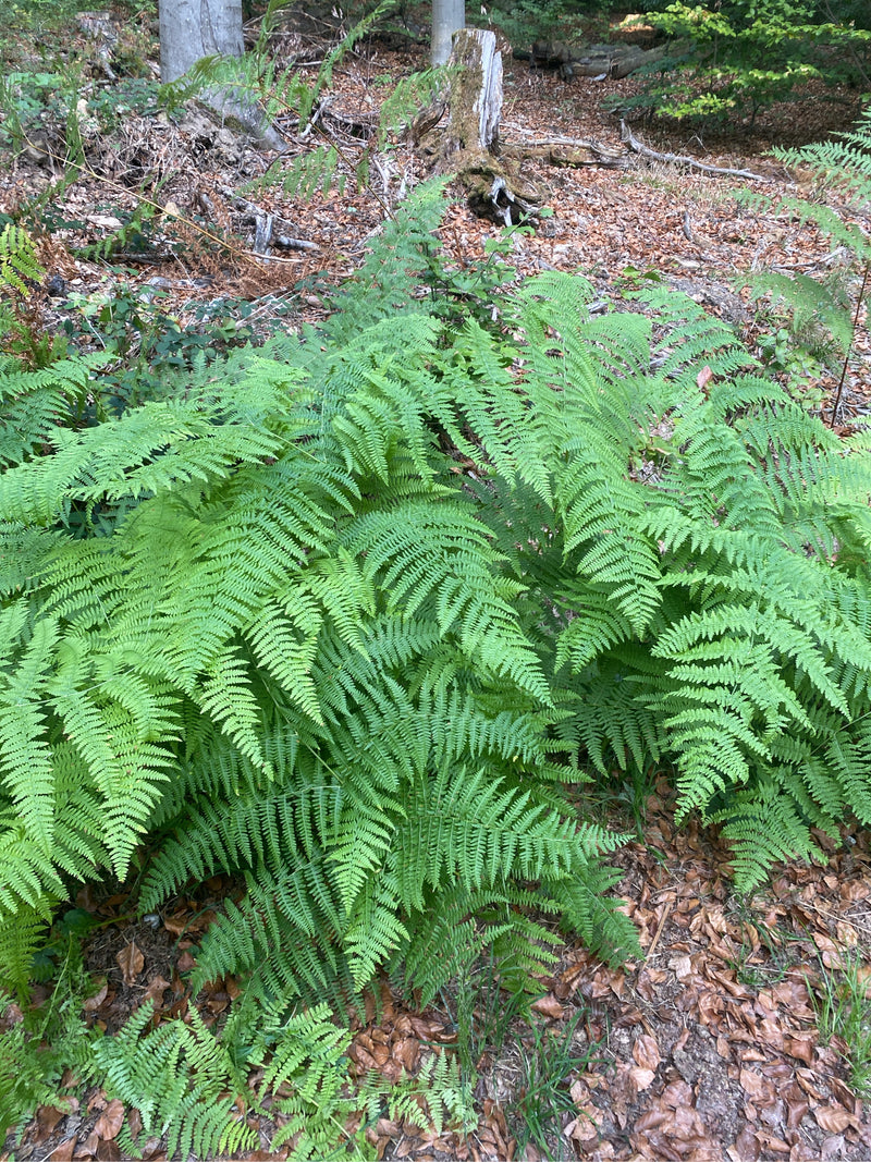 On peut voir une magnifique fougère mâle avec ses frondes pennées typiques sur un sol forestier automnal. La plante pousse dans un environnement boisé avec d...