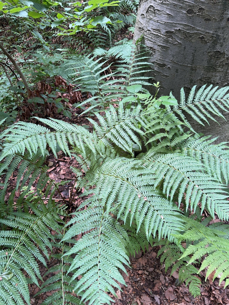 On aperçoit une magnifique fougère mâle avec ses frondes pennées typiques. La plante pousse directement au pied d'un grand tronc d'arbre dans une forêt ombra...