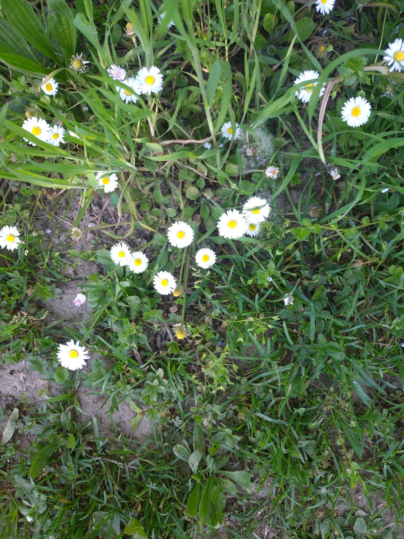 Plusieurs pâquerettes en fleur poussent parmi les herbes dans une prairie.