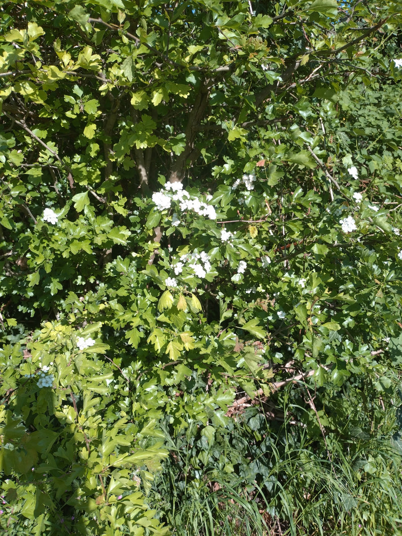 Un buisson d'aubépine en fleurs avec des feuilles vertes lobées et des grappes de fleurs blanches.