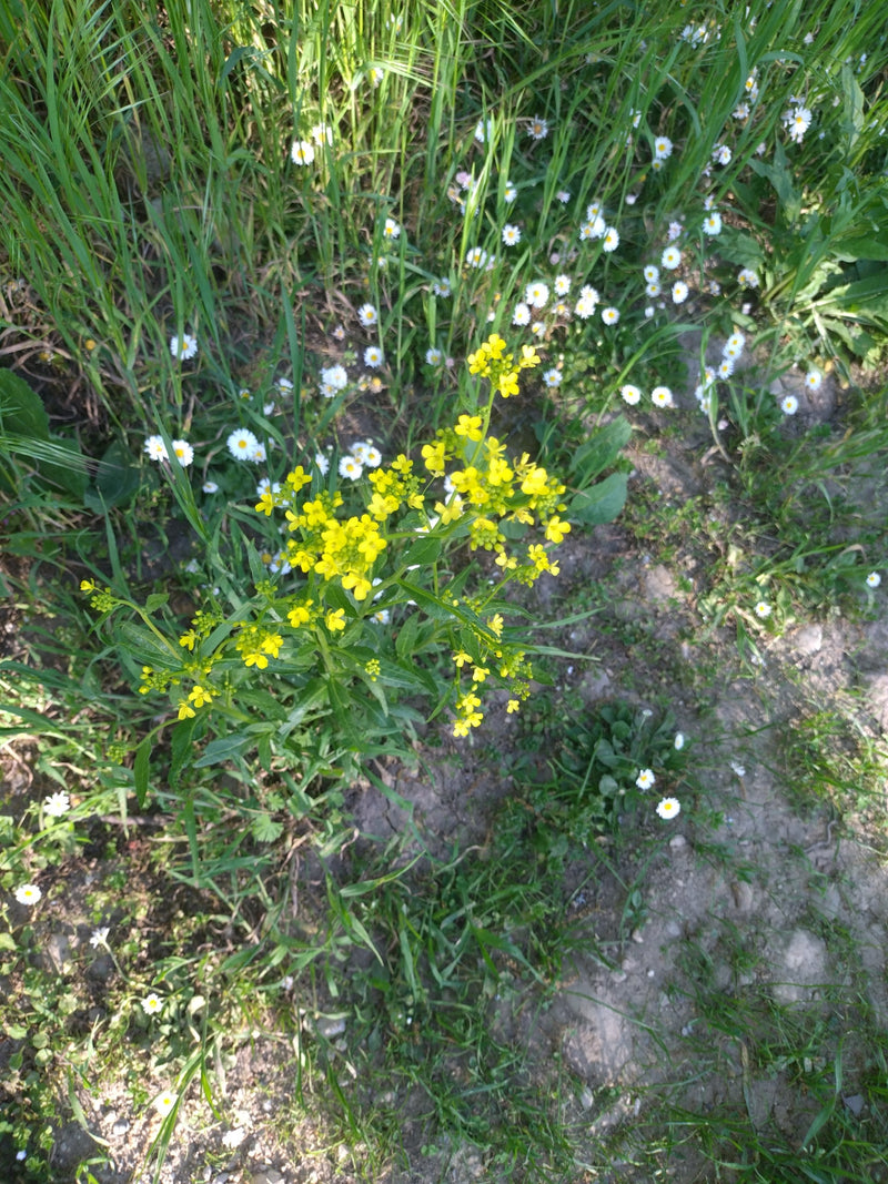 Barbaraweed commune — Bild 5