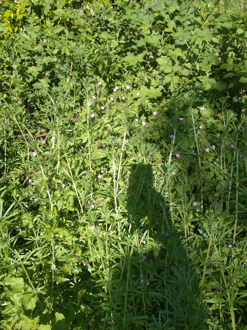 Barbaraweed commune — Bild 4