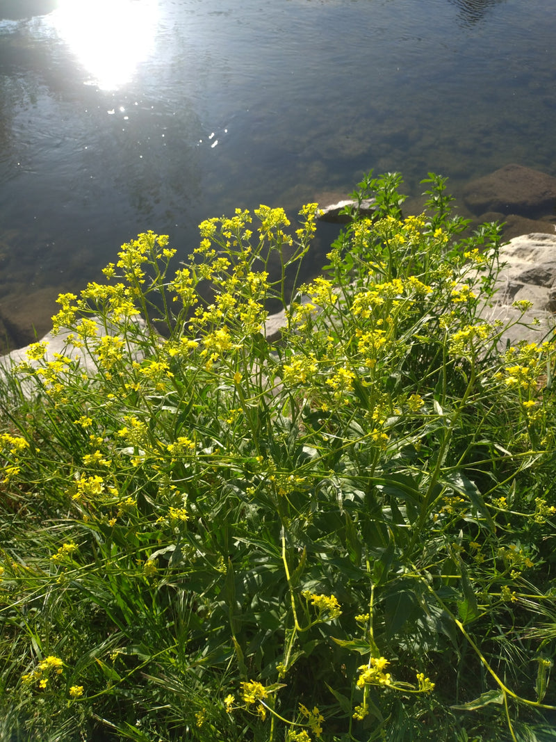 Barbaraweed commune — Bild 3