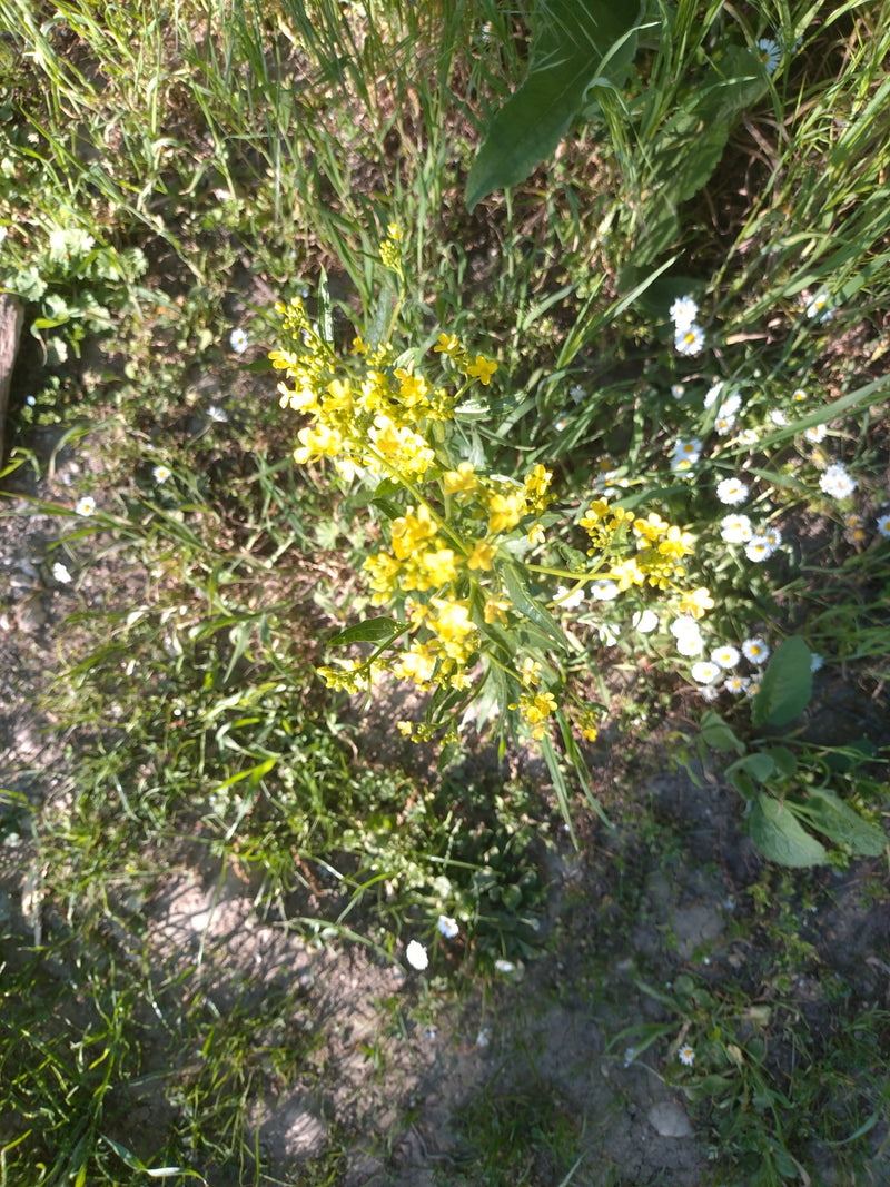 Barbaraweed commune — Bild 1
