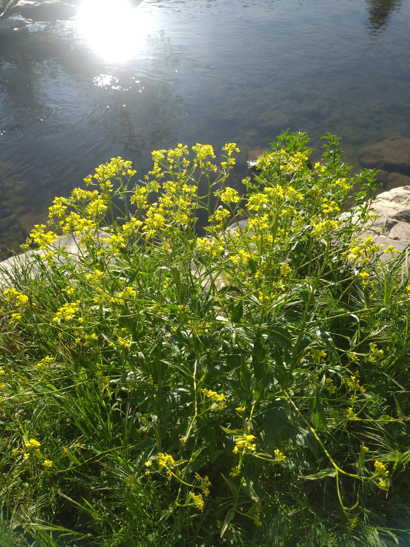 Barbaraweed commune — Bild 2