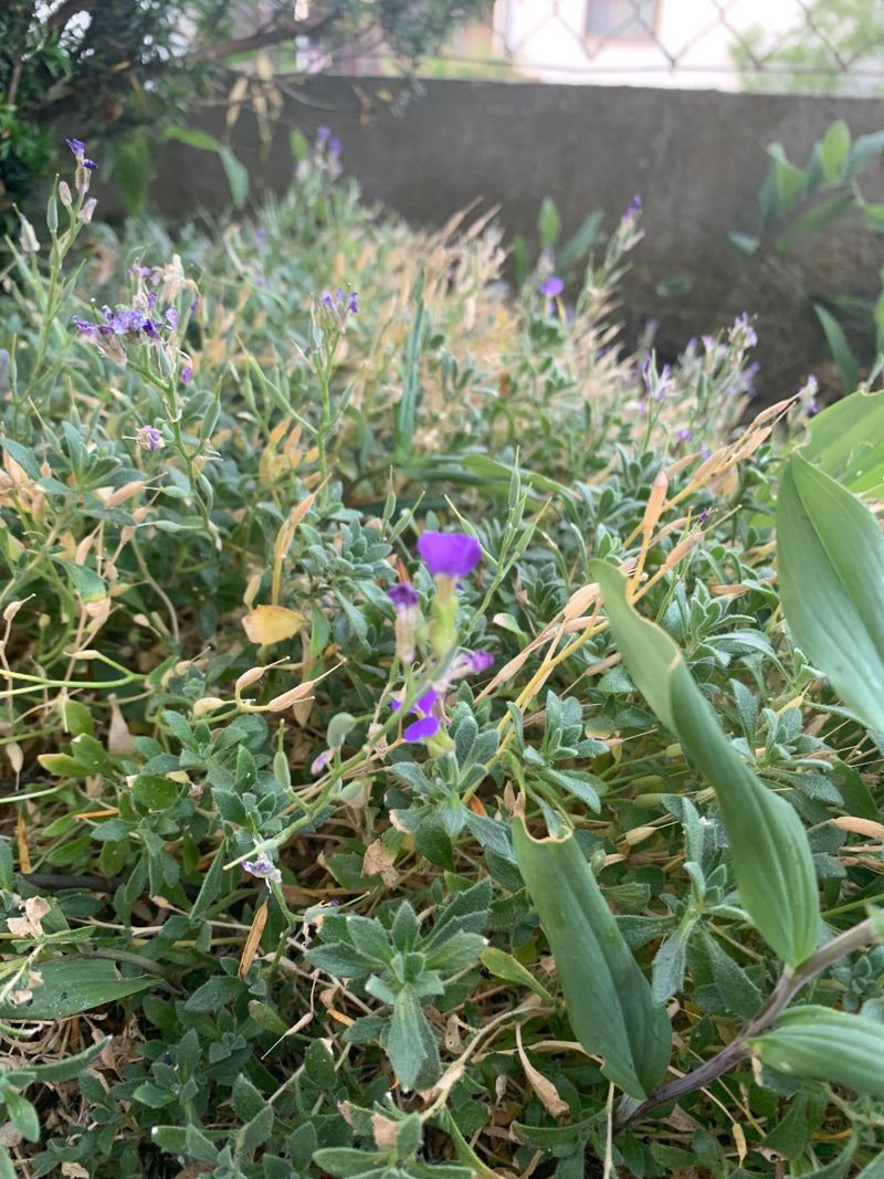 Oreiller bleu ordinaire — Bild 1