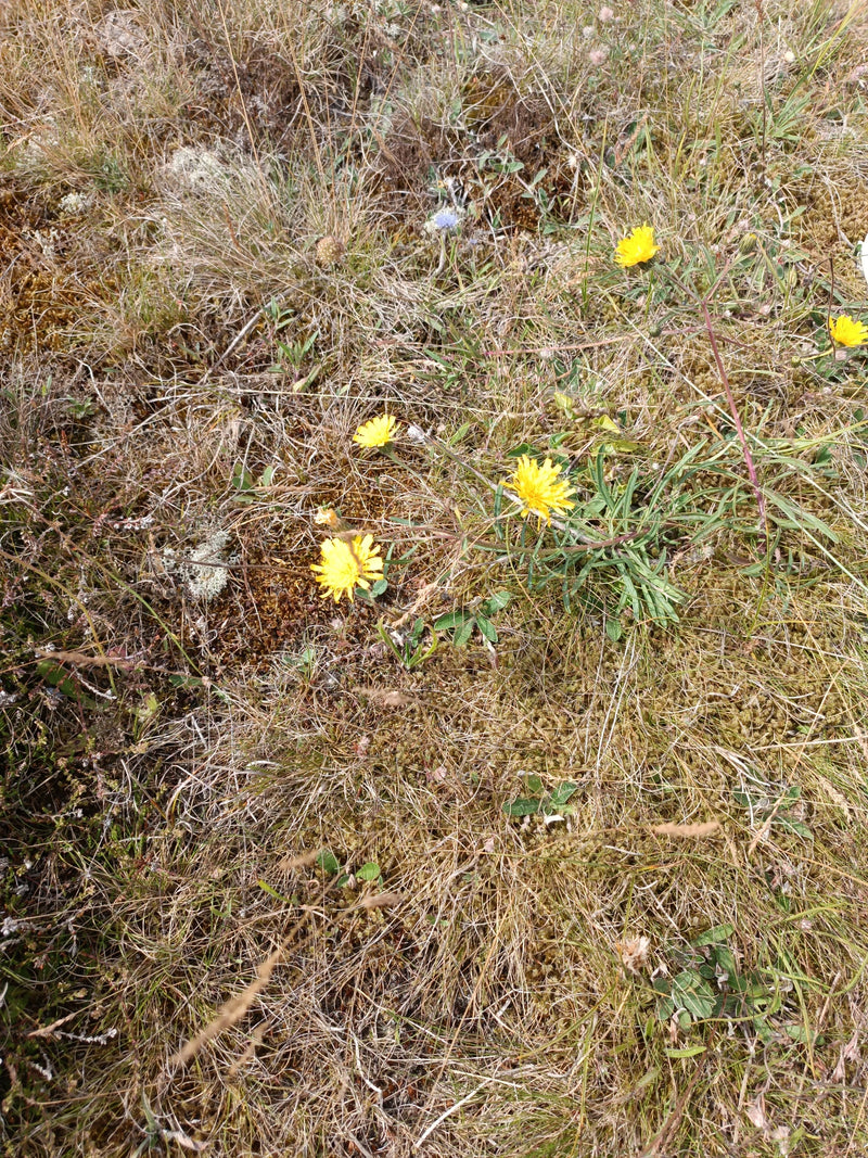 L'image montre l'hypochéris radiquée avec ses têtes de fleurs jaunes caractéristiques poussant dans un paysage d'herbe sèche et de mousse.
