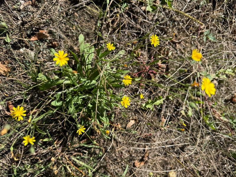 La photo montre une porcelle radiquée avec plusieurs fleurs jaunes dans un environnement sec. La rosette de feuilles et les inflorescences caractéristiques s...