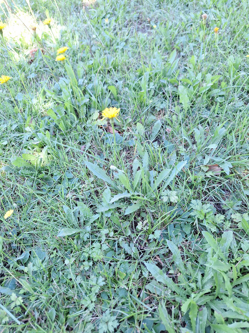 L'image montre Hypochaeris radicata avec ses fleurs jaunes et ses feuilles en rosette dans une prairie.