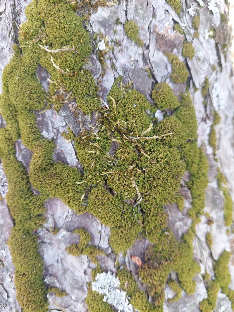 On peut voir la dicrane âpre poussant en coussinets verts denses sur une écorce d'arbre rugueuse.