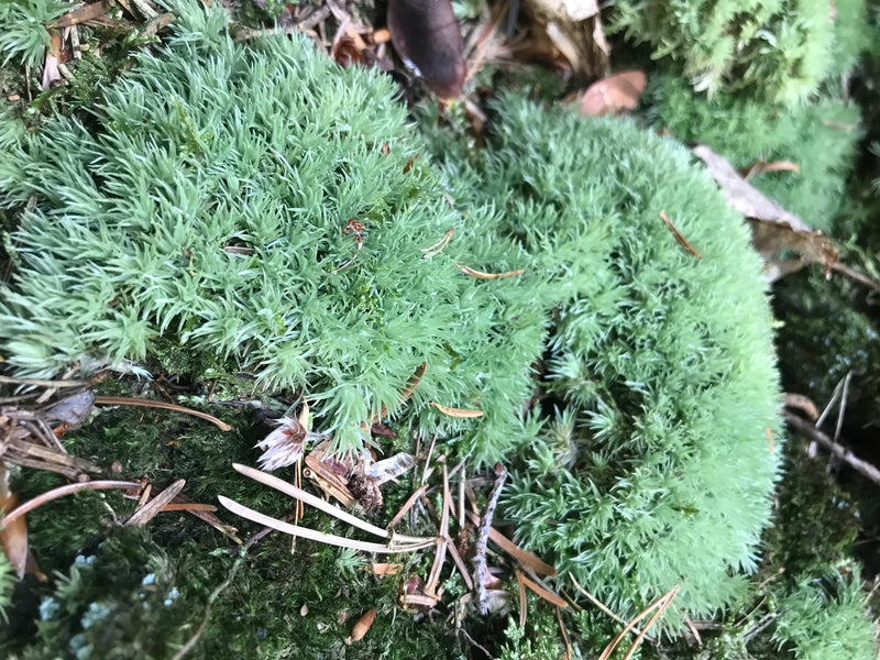 On peut voir des coussinets denses et vert clair de Dicrane écopes sur le sol de la forêt parmi des aiguilles. Les feuilles sont courbées de manière caractér...