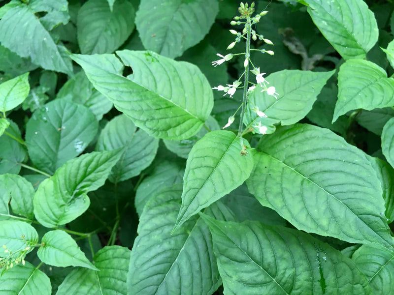 herbe sorcière commune — Bild 1