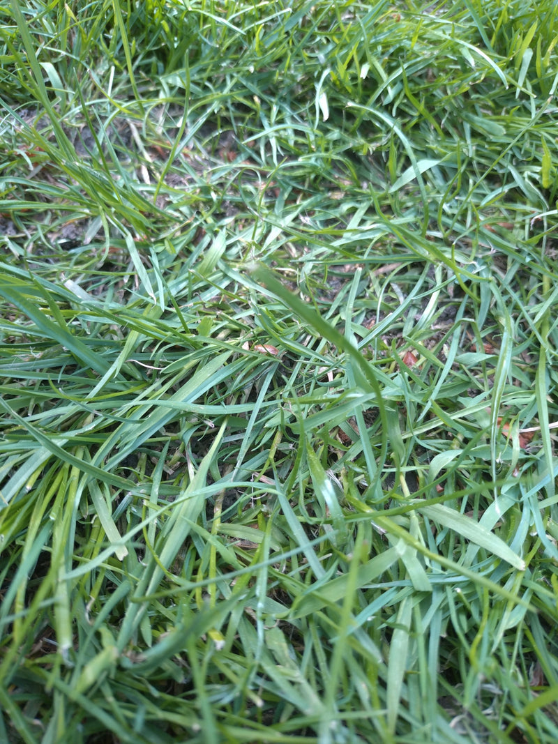 Graminée en touffe commune — Bild 1