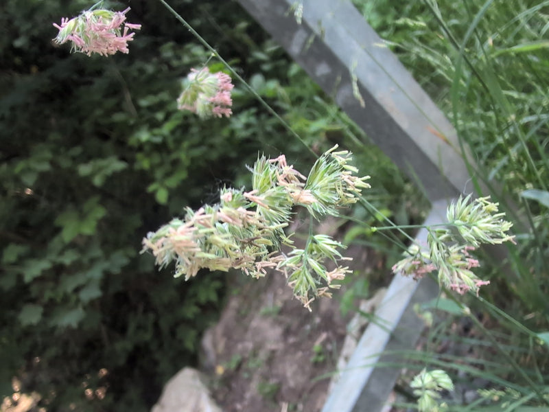 On peut voir les inflorescences caractéristiques en forme de glomérule du dactyle glomeré. La plante pousse dans un environnement naturel.