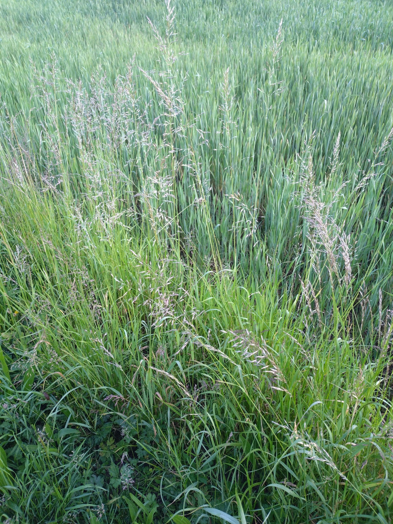 L'image montre un groupe dense de dactylis glomerata dans un pré. Les inflorescences caractéristiques en forme de peloton s'élèvent au-dessus du feuillage vert.