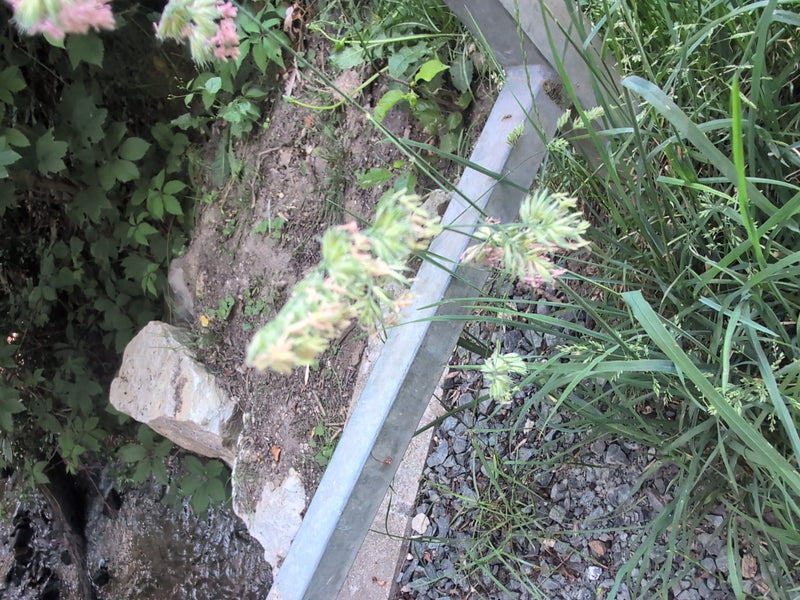 On aperçoit le dactyle glomeré avec ses inflorescences typiques regroupées en amas. La plante pousse sur un talus à côté d'une rampe en métal.