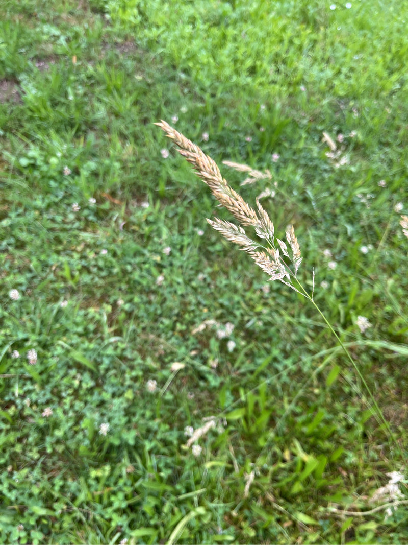 On peut voir l'inflorescence typique en forme de glomérule du dactyle aggloméré. La plante pousse sur un pré vert.