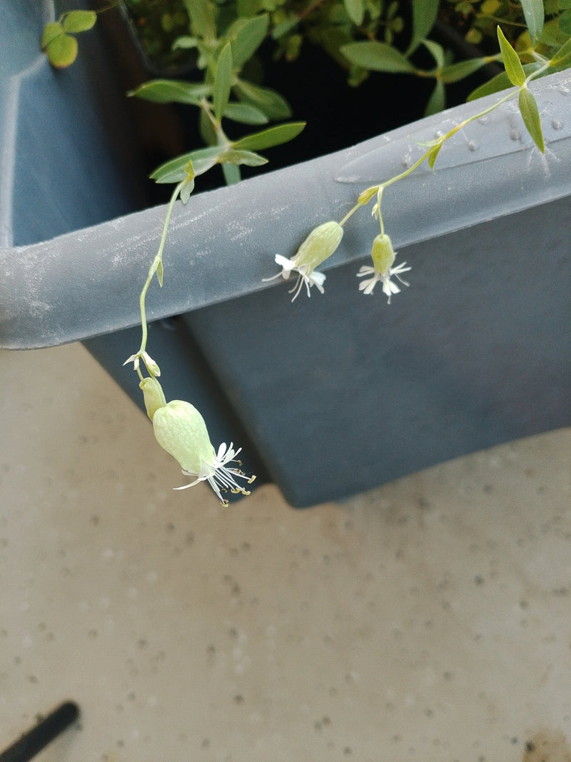 L'image montre les fleurs blanches pendantes caractéristiques et les calices enflés du silène enflé. La plante pousse dans un récipient sur un balcon.