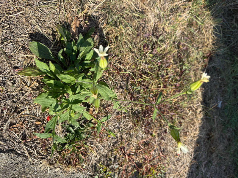 Un silène enflé en fleur avec ses calices renflés caractéristiques et ses pétales blancs poussant sur un sol sec.