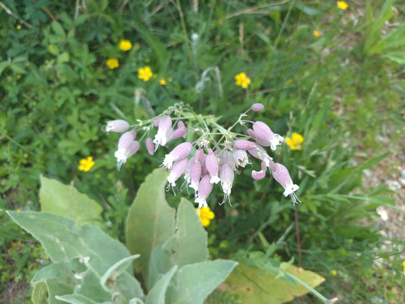 L'image montre les calices floraux en forme de ballon du silène enflé. La plante pousse dans un environnement de prairie verte.