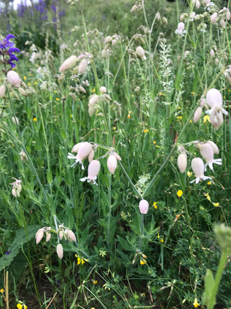 Le silène enflé fleurit dans la prairie avec ses calices caractéristiques gonflés. Les fleurs blanches se détachent dans un environnement naturel.