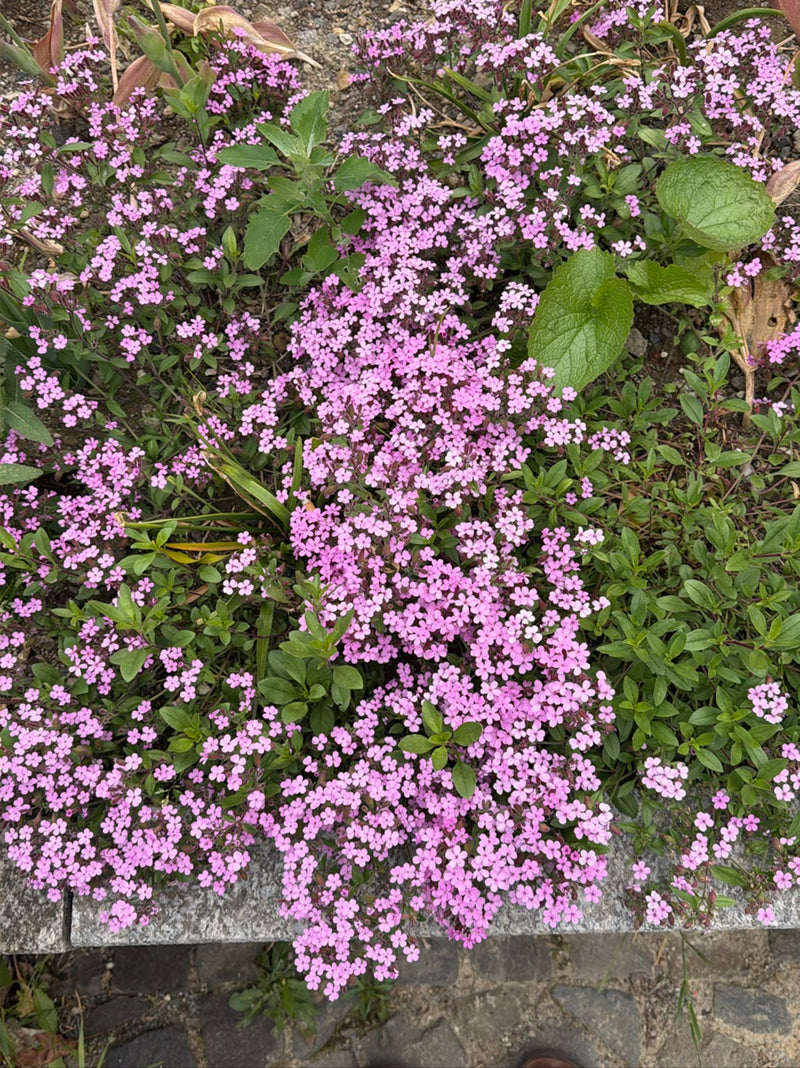 saponaire commune — Bild 1