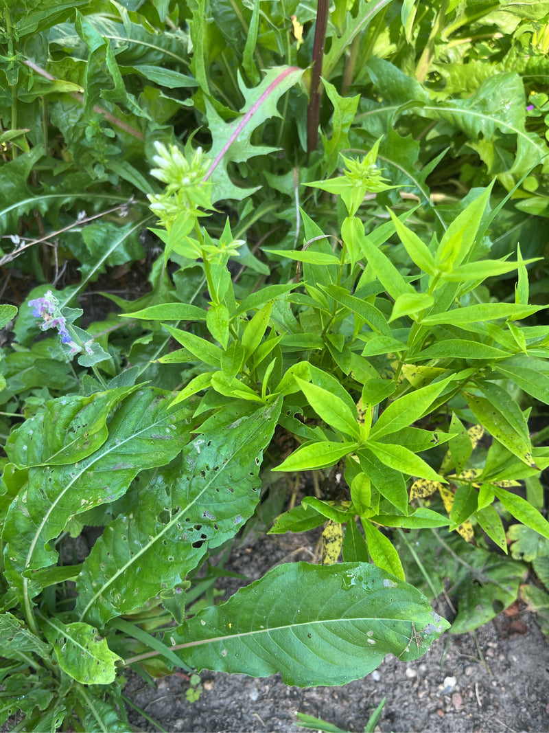 L'image montre la saponaire officinale avec ses feuilles vert clair et ses bourgeons caractéristiques. Elle pousse au milieu d'une végétation compagne sur le...