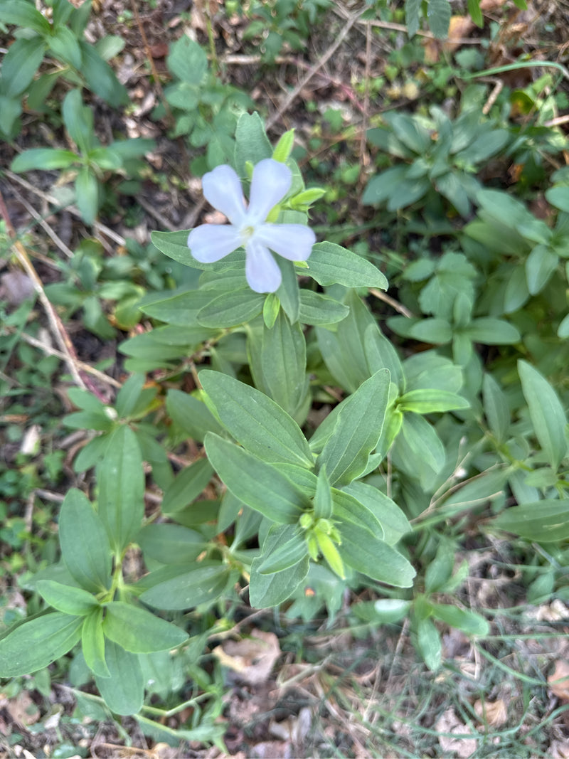 Une saponaire officinale en fleur avec une fleur claire et des feuilles opposées aux nervures caractéristiques vues d'en haut.