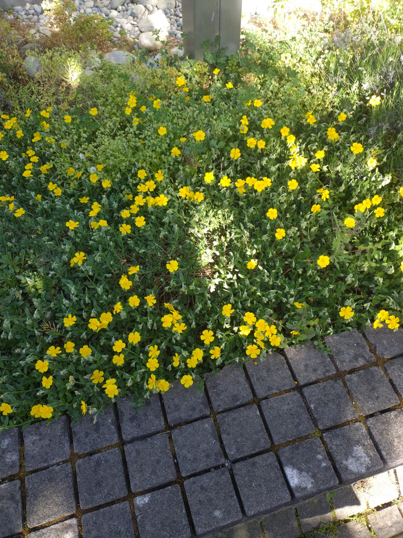 Tournesol commun — Bild 1