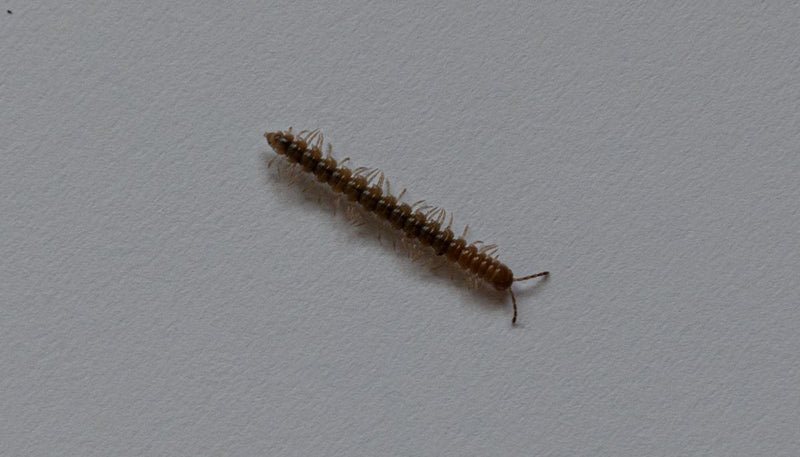 Mille-pattes de serre — Bild 1