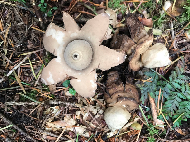 Gewimperter Erdstern — photo 1 sur 1