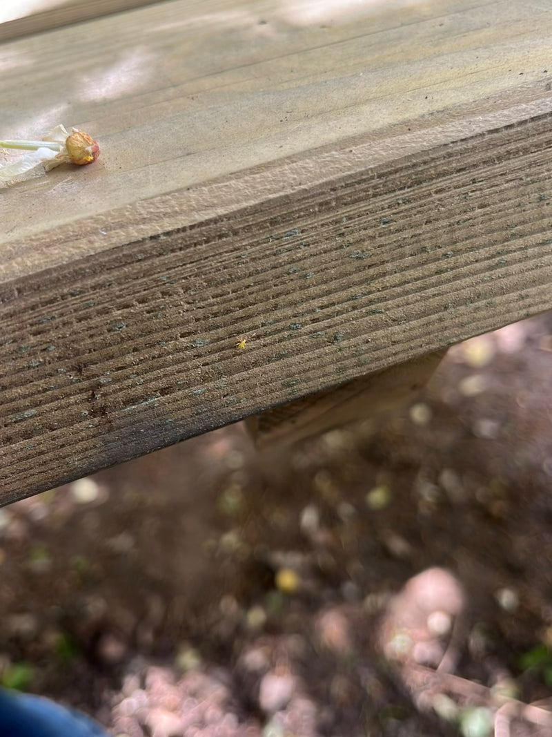 Un tout petit insecte est posé sur une surface en bois, ce qui le rend difficile à distinguer. Il s'agit d'un spécimen de l'ordre des thrips.
