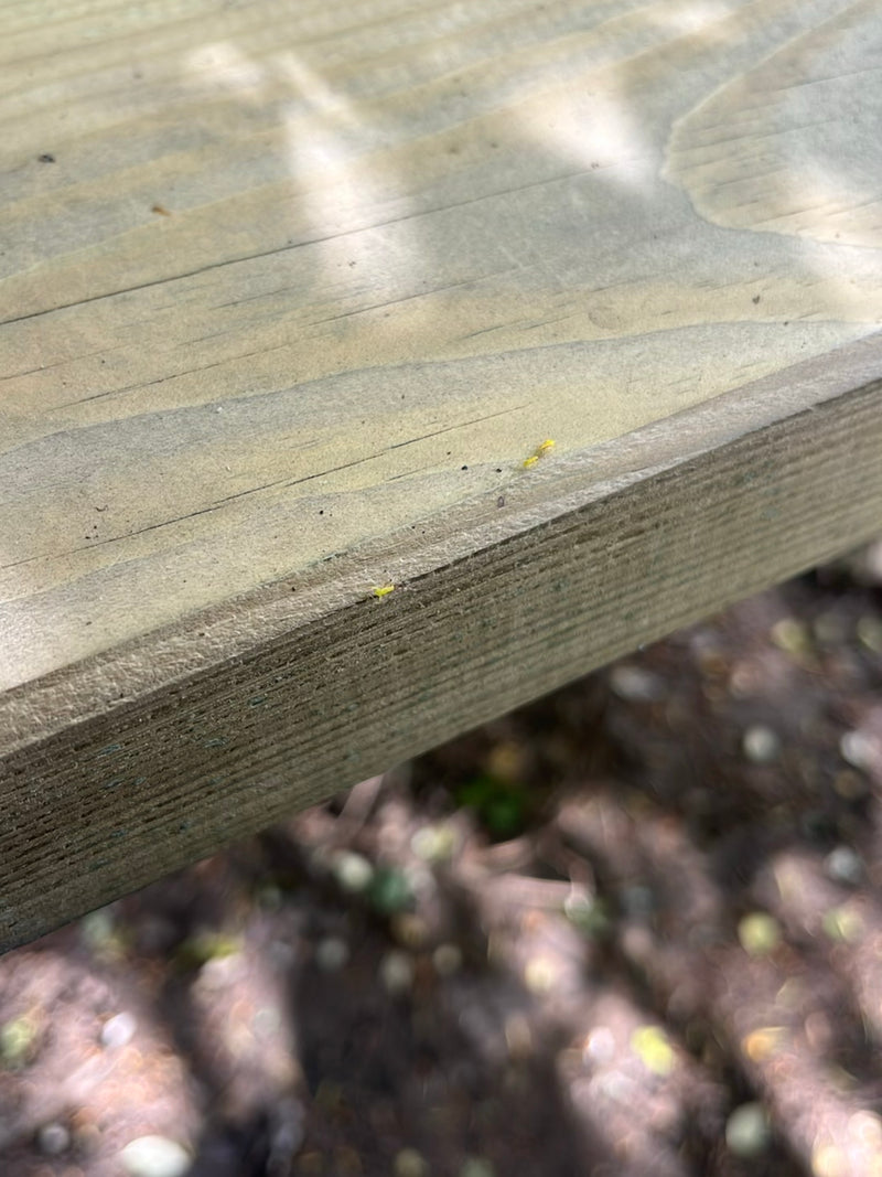 Plusieurs très petits thrips jaunâtres rampent sur une surface en bois clair. Les insectes sont représentés de manière très minuscule.