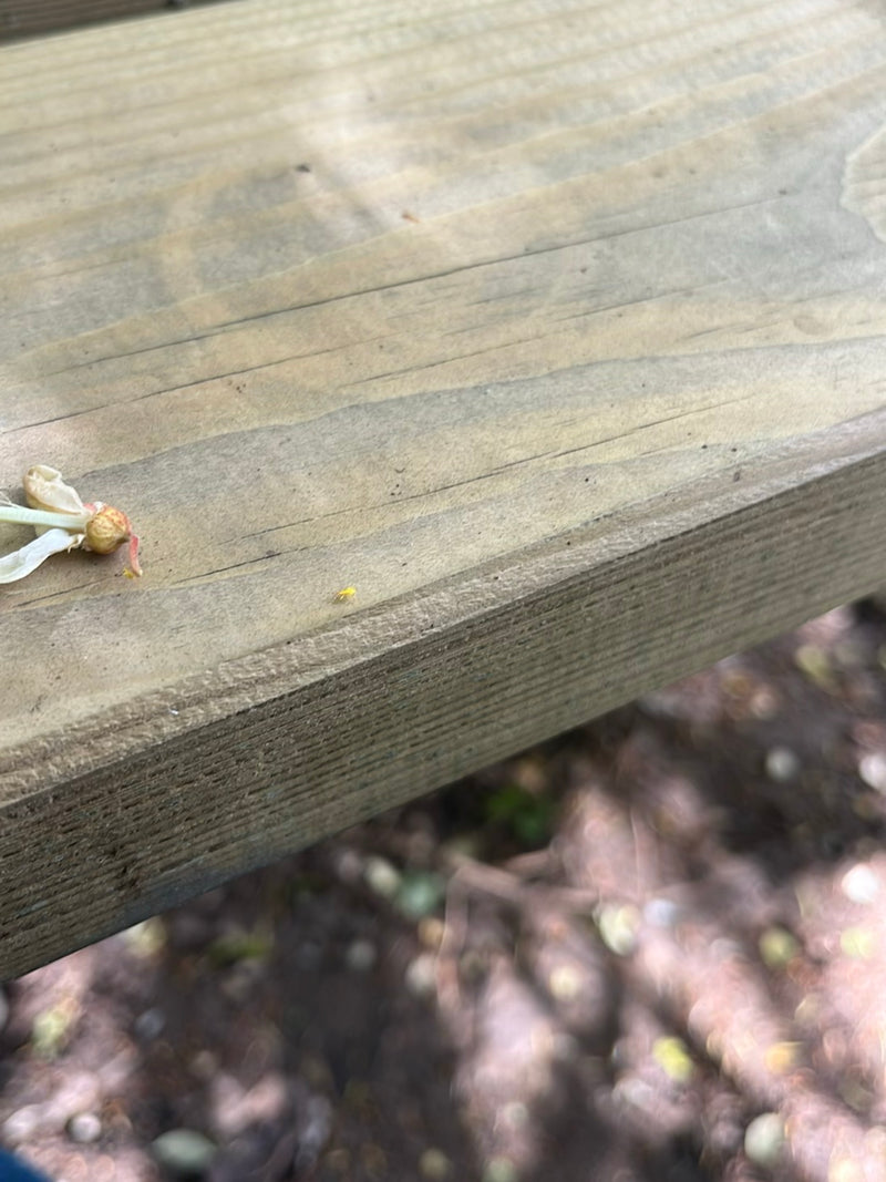 Un minuscule insecte est posé sur une surface en bois, se distinguant à peine de son environnement.