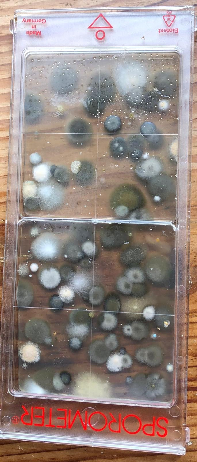 De nombreuses colonies de moisissures rondes se sont formées sur le milieu de culture d'une cassette de test transparente. Parmi elles, on peut observer des ...