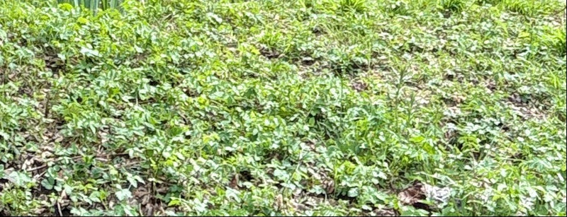 L'image montre un peuplement dense d'égopode podagraire recouvrant le sol de la forêt. Les feuilles trifoliées typiques forment un couvert vert.