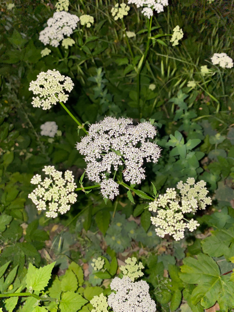 L'image montre une plante d'égopode en fleurs avec des inflorescences en ombelles blanches typiques et des feuilles vertes. Elle pousse au milieu d'une végét...