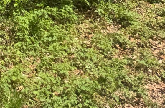 L'image montre un peuplement dense d'égopode podagraire sur un sol forestier avec des feuilles.