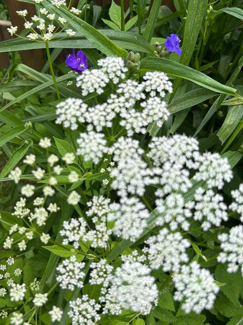 On peut voir les fleurs en ombelles blanches caractéristiques et les feuilles de l'égopode podagraire, intégrées dans une végétation verte. La photo montre l...