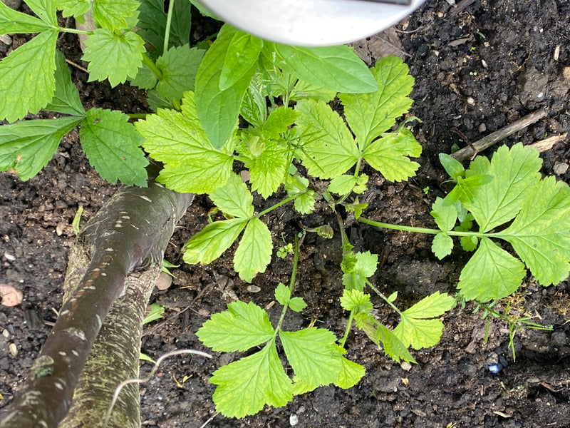 La photo montre de l'égopode podagraire avec des feuilles caractéristiques poussant sur un sol sombre. La vue plongeante présente la structure des feuilles v...