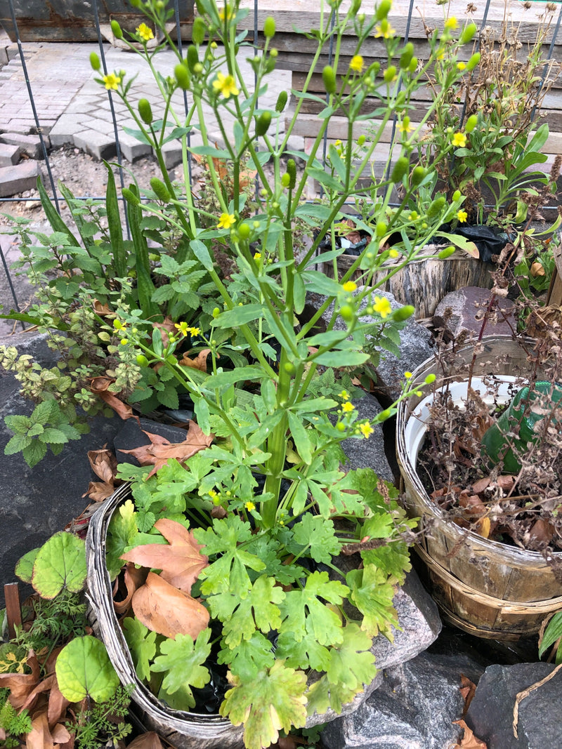 Une renoncule scélérate en fleurs pousse dressée dans un panier entouré de pierres. La plante porte de petites fleurs jaunes et des fructifications allongées.