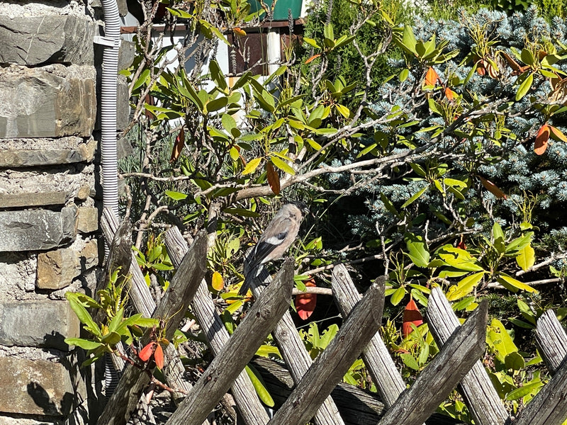 Un bouvreuil pivoine femelle est perché sur une clôture en bois devant des buissons de jardin.