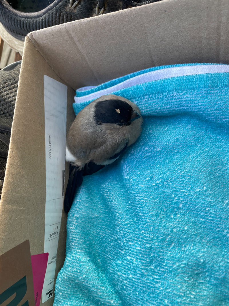 Un bouvreuil pivoine femelle se repose sur une serviette bleue à l'intérieur d'un carton ouvert, vu du dessus.