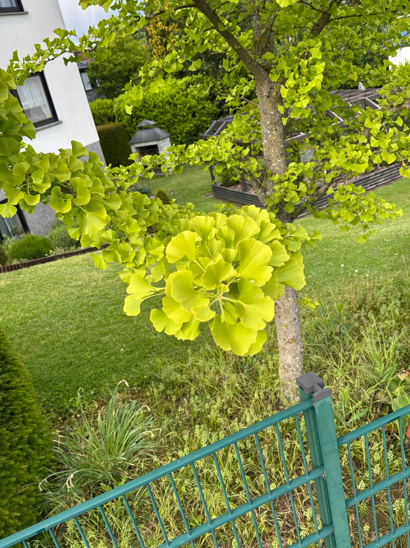 L'image montre un jeune ginkgo avec ses feuilles vert clair caractéristiques en forme d'éventail. L'arbre se trouve dans un jardin bien entretenu devant une ...