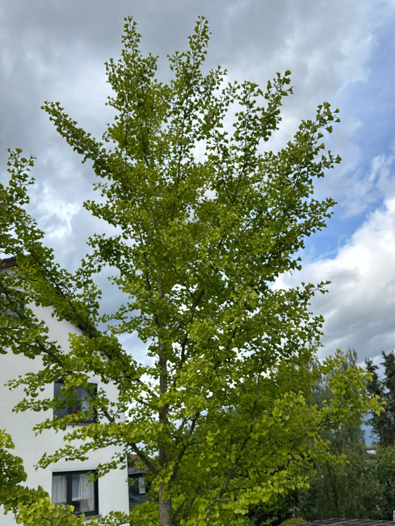 On aperçoit un ginkgo adulte doté de ses feuilles vertes caractéristiques en forme d'éventail. Un bâtiment et un ciel nuageux se trouvent à l'arrière-plan.