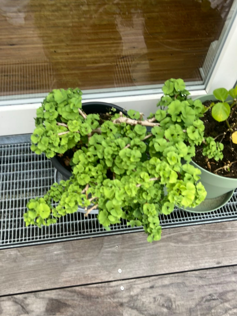 On peut voir un ginkgo en pot dans un pot de fleurs noir posé sur un balcon. Les feuilles typiques en forme d'éventail poussent densément.