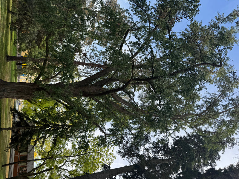 Vue en contre-plongée du houppier d'un ginkgo mature dans un parc.