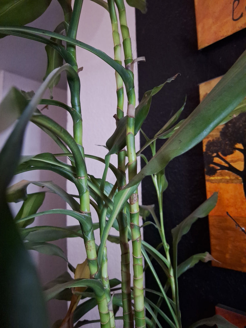 Bambou porte-bonheur — Bild 1