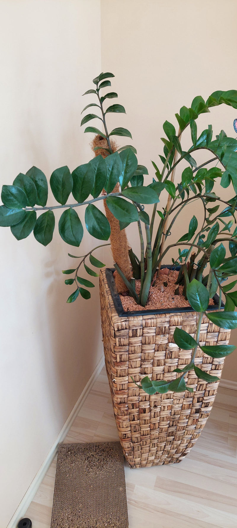 L'image montre un zamioculcas sain dans un pot tressé à l'intérieur. Les feuilles pennées et brillantes typiques sont clairement visibles.