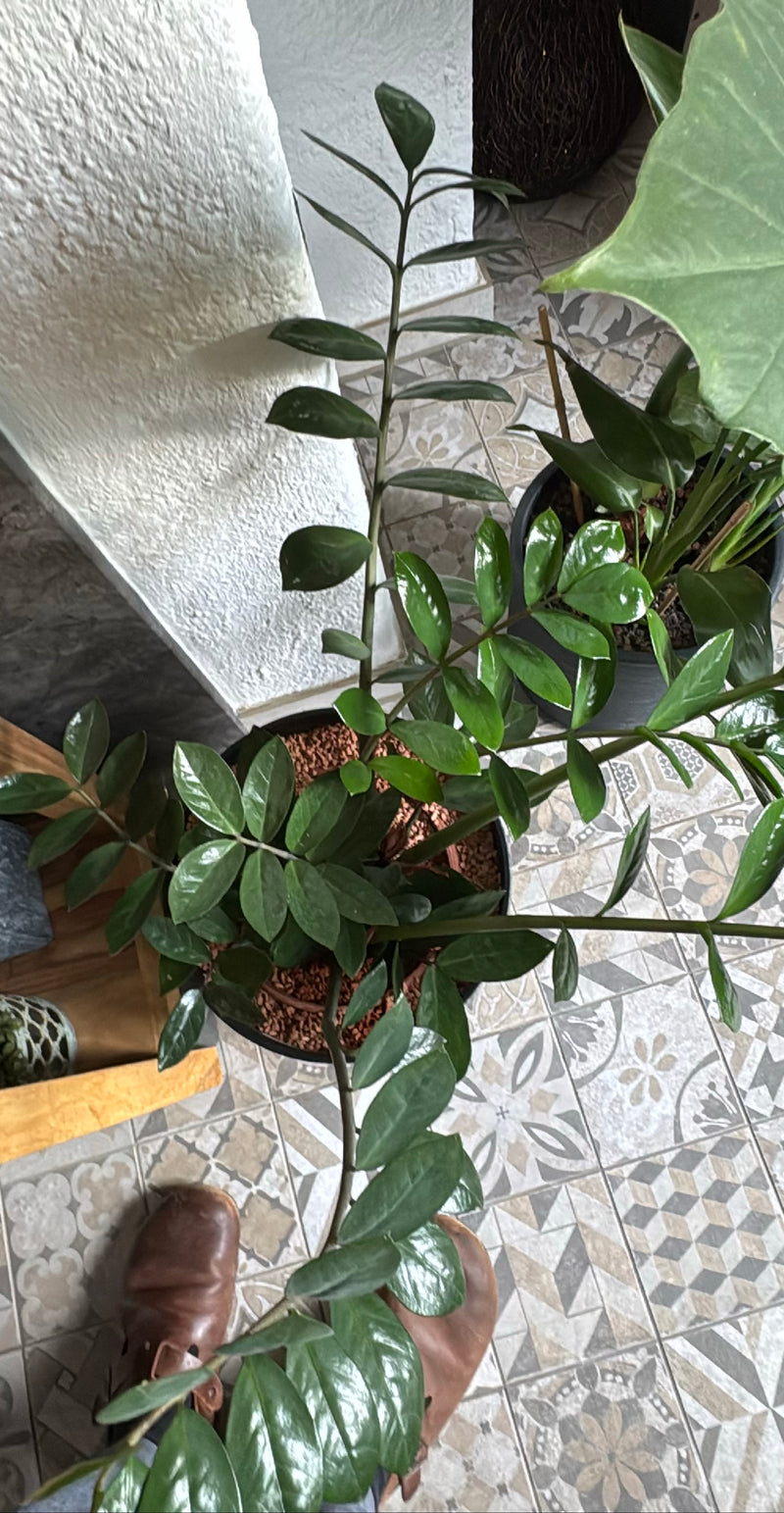 On y voit une zamioculcas saine dans un pot de fleurs, photographiée en plongée sur un sol carrelé à motifs. Les feuilles brillantes caractéristiques et les ...